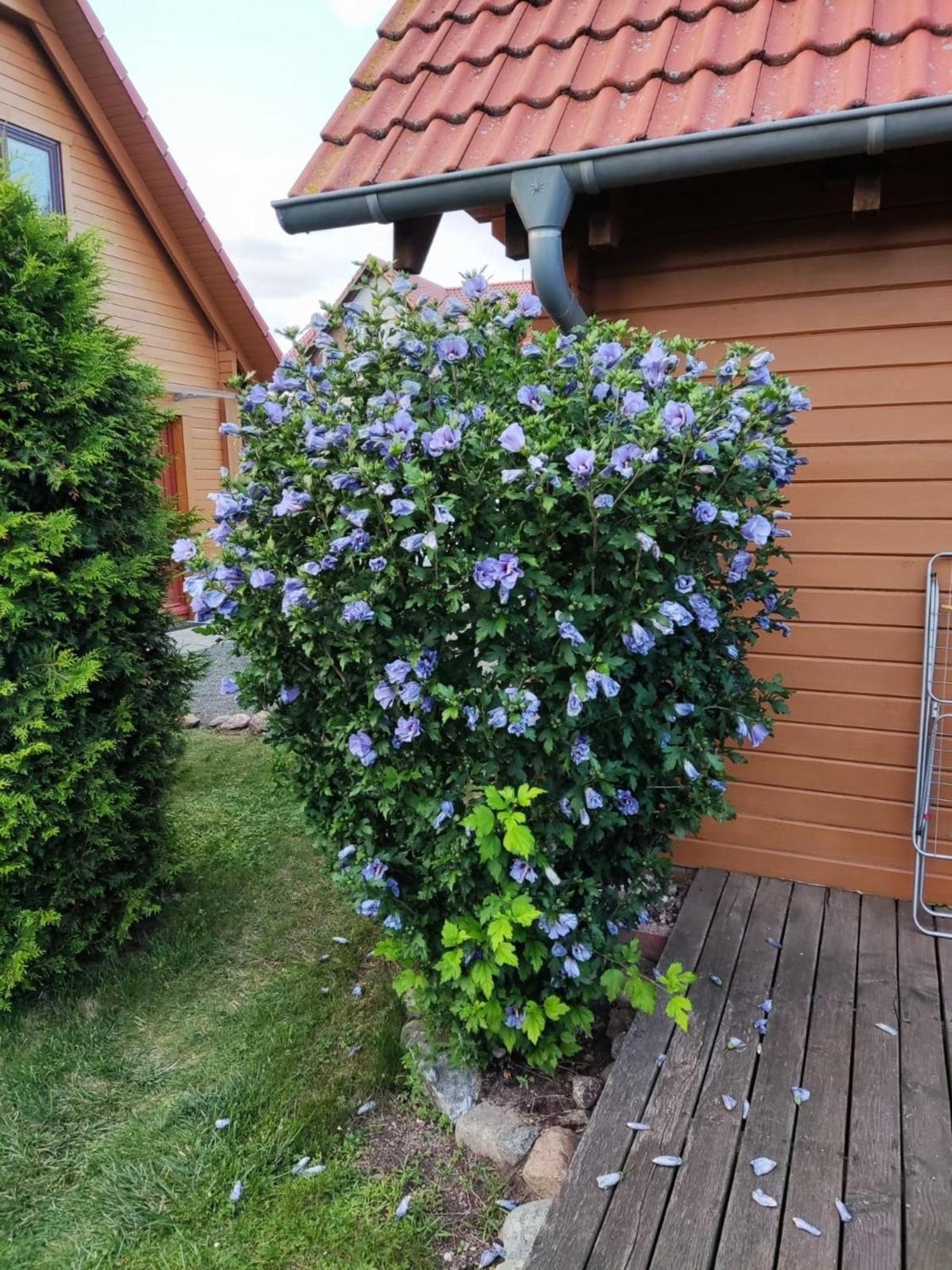 Ferienhaus Bliev-Hee Nr 4 Klink Exteriér fotografie